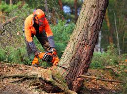 How Our Tree Care Process Works  in Newcastle, CA